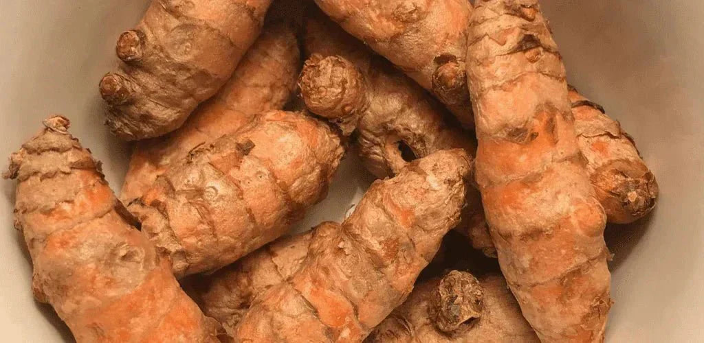 Com'è la pianta della curcuma