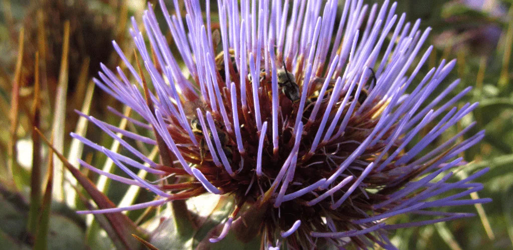 Benefici e proprietà del cardo mariano
