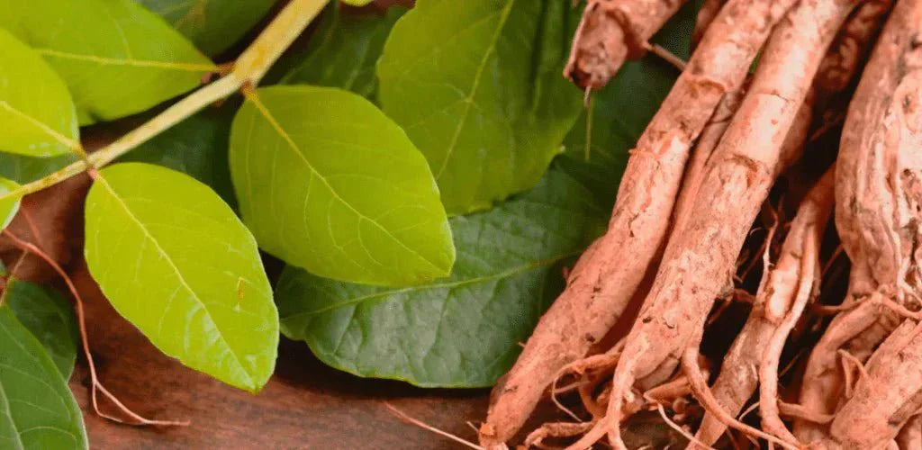 Controindicazioni dell'Ashwagandha