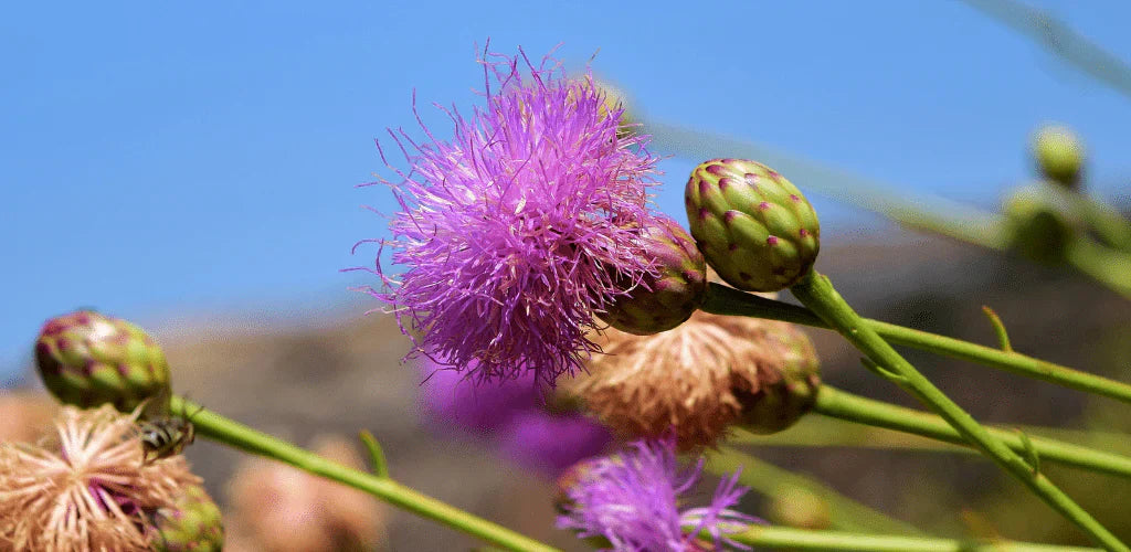Controindicazioni del cardo mariano