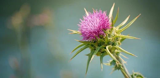 Silimarina: il composto attivo del cardo mariano e i suoi benefici per il fegato