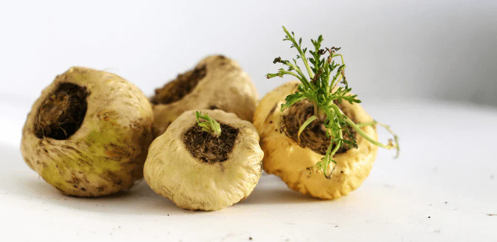 Controindicazioni della maca