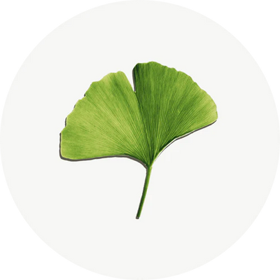 Ginkgo Biloba