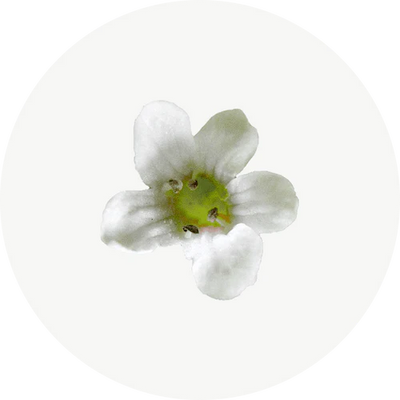 Bacopa Monnieri