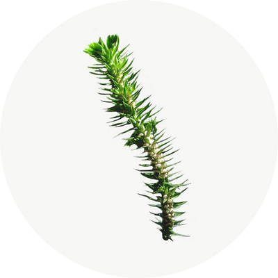 Huperzia Serrata
