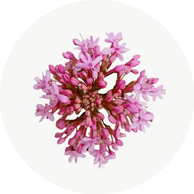 Valeriana